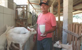 Imagem ilustrativa da imagem O sucesso do leite de cabra, o preferido de Gandhi e Cleópatra