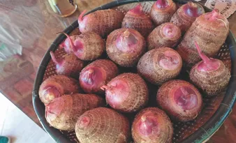 Imagem ilustrativa da imagem Tecnologias ampliam produção de inhame no Espírito Santo