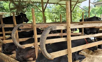 Imagem ilustrativa da imagem Ventiladores aumentam produção de leite no Sul do ES
