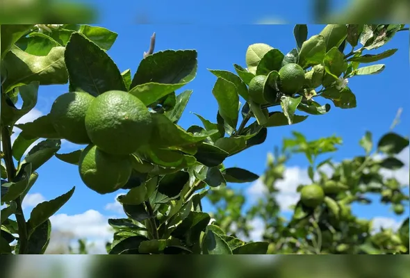 Em todo Vale, já existem aproximadamente 1.000 hectares plantados, sendo que 90% é limão Tahiti e 10% de laranja