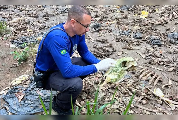 Abatedouro clandestino vendia carne dos animais para açougues, restaurantes e churrasquinhos