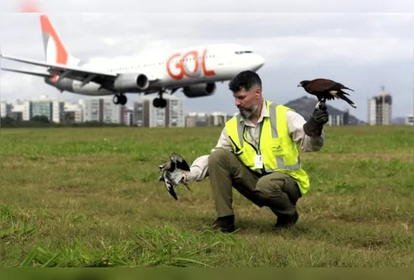 Projeto "Céus Seguros" atua na realocação das aves, sobretudo o Quero-Quero