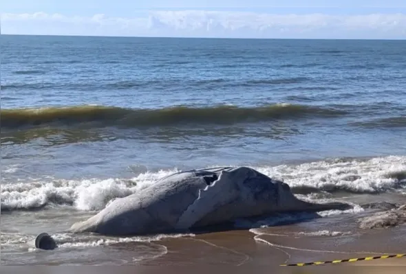 Animal foi localizado na Praia da Barra, em Marataízes