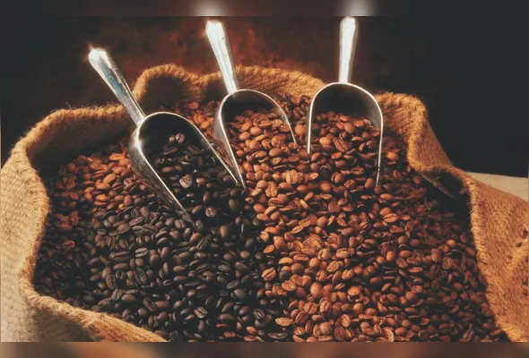 Grãos de café torrado: sem rastreabilidade e sustentabilidade, produto brasileiro pode perder mercado