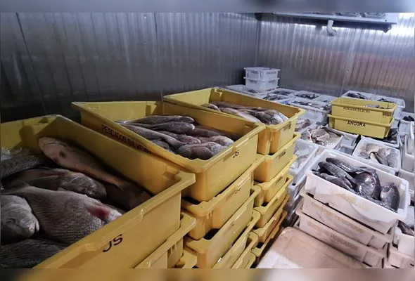 Entre os exemplares apreendidos, estavam espécies como corvina, peroá, bom nome, camarão, sardinha e tainha