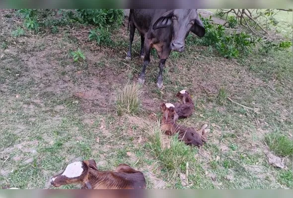 O dono dos animais, Genivaldo Leal, 59 anos, informou que a morte aconteceu de maneira inesperada na sexta-feira (10), mas garantiu que as outras duas bezerras permanecem saudáveis.
