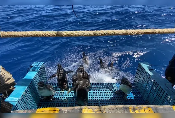 Doze pinguins-de-magalhães resgatados  no Estado foram devolvidos ao mar