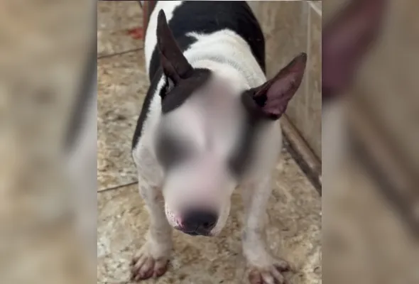 Imagem ilustrativa da imagem Pitbull é resgatada em Vitória após sofrer maus-tratos sob coação de traficantes