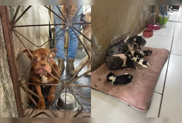 Os animais estavam com sarna, pulga, infecções nos ouvidos e olhos
