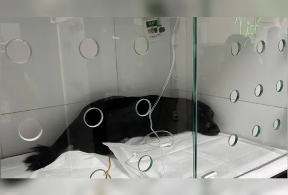 Apesar do esforço dos veterinários, o estado de saúde do cão se agravou por insuficiência renal aguda, e Nick não resistiu