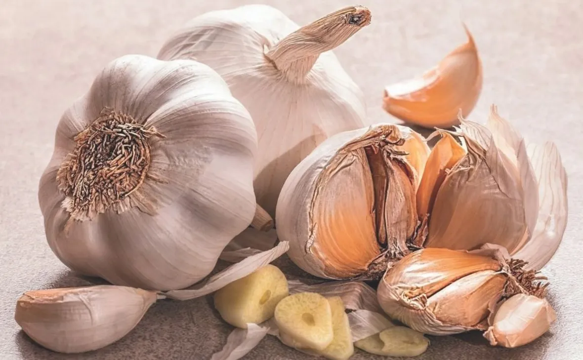 Imagem ilustrativa da imagem Alho fica maior e “livre” de doenças