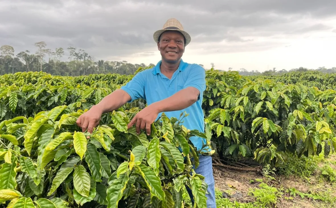 Imagem ilustrativa da imagem Cafeicultor dobra produção ao utilizar capim-mombaça como adubo