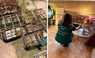 Imagem ilustrativa da imagem 14 aves silvestres mantidas em condições irregulares são apreendidas durante ação