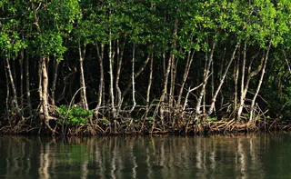 Imagem ilustrativa da imagem A força do sururu