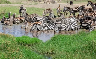 Imagem ilustrativa da imagem A manada