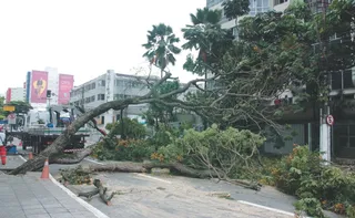 Imagem ilustrativa da imagem Árvores caídas e estragos em 14 cidades após chuva