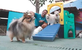 Imagem ilustrativa da imagem Aumenta a procura por planos de saúde e hotéis para cães