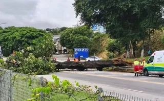 Imagem ilustrativa da imagem BR-101 fica interditada após queda de árvore em João Neiva