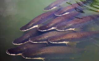 Imagem ilustrativa da imagem ‘Bacalhau da Amazônia’: conheça o peixe que respira fora d’água e pesa até 200 kg