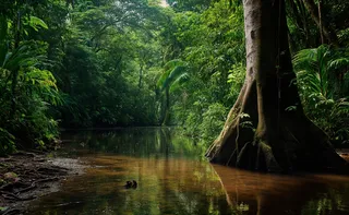 Imagem ilustrativa da imagem COP 30, a hora da verdade