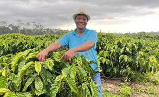 Imagem ilustrativa da imagem Cafeicultor dobra produção ao utilizar capim-mombaça como adubo