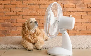 Imagem ilustrativa da imagem Calor extremo: saiba como proteger cães e gatos durante a onda de calor no Brasil