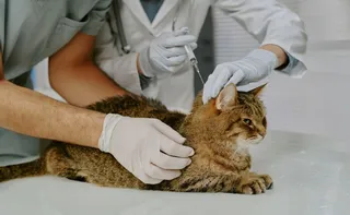 Imagem ilustrativa da imagem Castração e vacina de graça para cães e gatos em Linhares