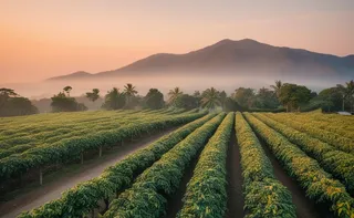 Imagem ilustrativa da imagem Clima x café x América Latina