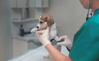 Imagem ilustrativa da imagem Clínica veterinária pública terá atendimento 24 horas