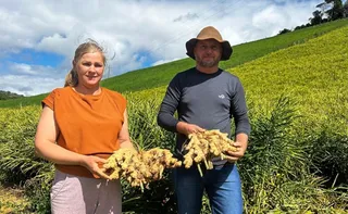 Imagem ilustrativa da imagem Com crescimento de 8%, exportações de gengibre alcançam 50 países em 2025