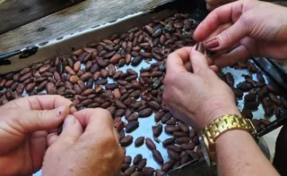 Imagem ilustrativa da imagem Curso ensina produtores de Iconha a gerar renda com derivados do cacau