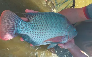 Imagem ilustrativa da imagem Debaixo d’água, nas montanhas