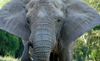 Imagem ilustrativa da imagem Elefanta morre 5 meses após ser transferida de zoológico a santuário em Mato Grosso