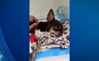 Imagem ilustrativa da imagem Envenenamento de animais em condomínio de luxo da Serra é investigada