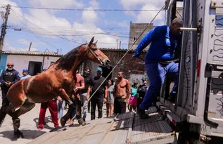 Imagem ilustrativa da imagem “Fim da era das carroças”: primeiros condutores recebem bikes e indenização