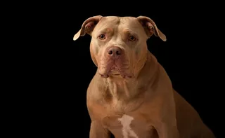 Imagem ilustrativa da imagem Homem tem dedo arrancado por pitbull em MG; jovem também ficou ferida