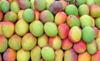 Imagem ilustrativa da imagem Idoso morre eletrocutado ao tentar colher manga no Sul do ES