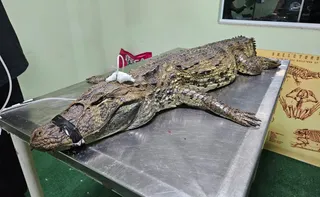 Imagem ilustrativa da imagem Jacaré é encontrado por cachorro em rua de Vila Velha e morre após o resgate