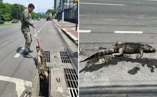 Imagem ilustrativa da imagem Jacaré é resgatado morto dentro de bueiro na Avenida Norte-Sul, em Jardim Camburi