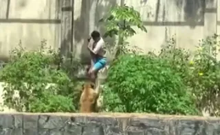 Imagem ilustrativa da imagem Laudo aponta hemorragia no pescoço como causa da morte de jovem atacado por leoa