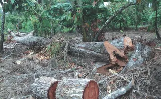 Imagem ilustrativa da imagem O que muda com o novo licenciamento ambiental