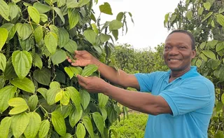 Imagem ilustrativa da imagem Pimenta que “nasce” em árvore dobra lucro no ES