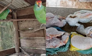 Imagem ilustrativa da imagem Polícia resgata papagaios em cativeiro e apreende 31kg de carne de caça no ES