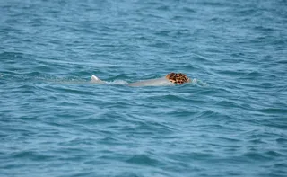Imagem ilustrativa da imagem Por que golfinhos estão usando esponjas como chapéus?