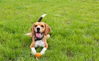 Imagem ilustrativa da imagem Posso proibir a circulação de pets em áreas comuns de condomínios?