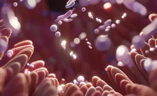 Imagem ilustrativa da imagem Prebióticos, probióticos e simbióticos