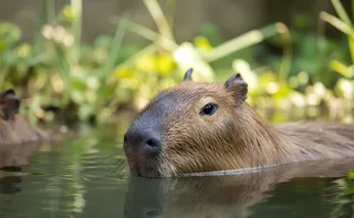 Imagem ilustrativa da imagem Psicóloga é atacada por capivara durante mergulho em SC: ‘Medo de não sobreviver’