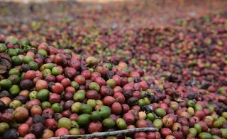 Imagem ilustrativa da imagem Quando a secagem do café encontra o futuro