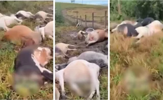 Imagem ilustrativa da imagem Raio mata 29 bois em fazenda no Noroeste do Espírito Santo