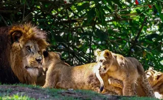 Imagem ilustrativa da imagem Se não tem no Brasil, saiba de onde vêm os leões de zoológicos brasileiros